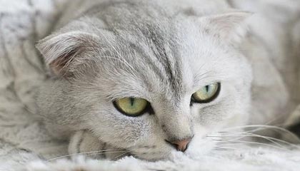 绍兴最新的高价找中介取公积金违法吗方法分享(绍兴中介取公积金怎么收费教程)